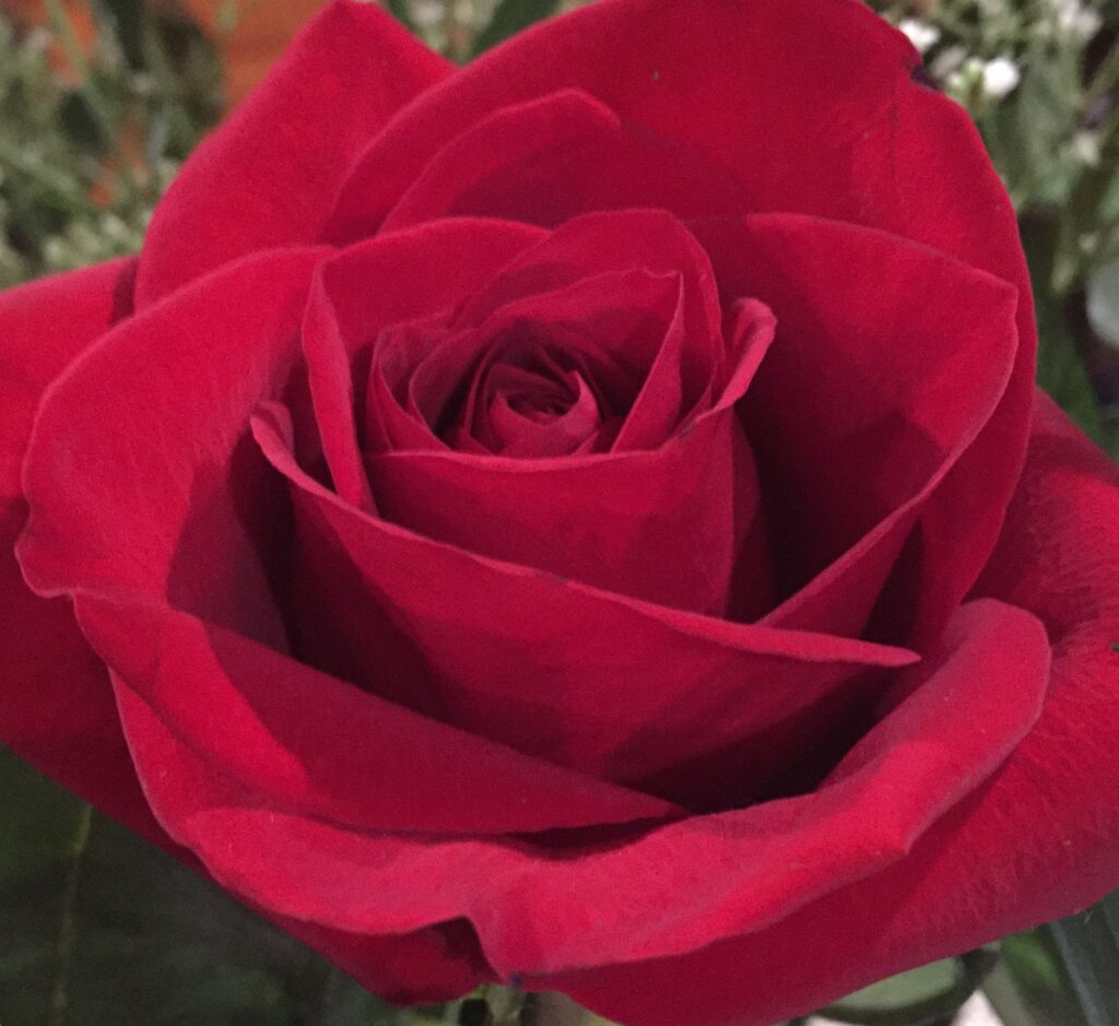 Red Rose Photo
By Kathy at Cardinal Crest Studio